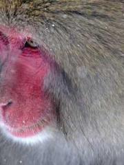 lt;Dragon King Legen