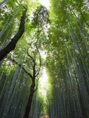 The Realm of the Dao