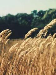 lt;Marry at first si