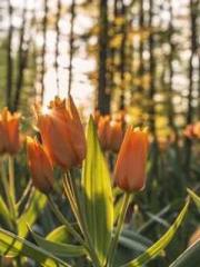 The Legend of the Dr